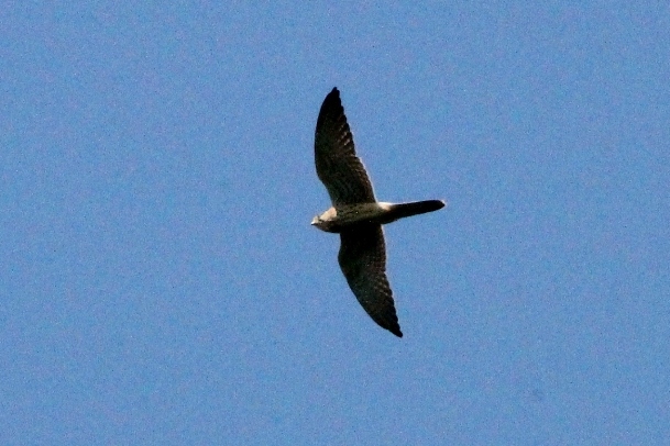Aiuto ID rapace